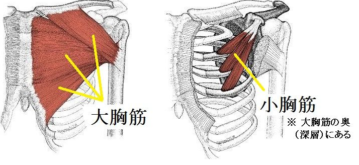 大胸筋・小胸筋