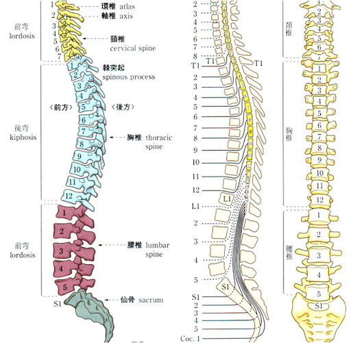 背骨の並び