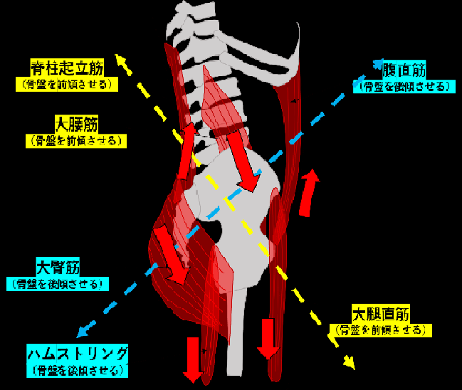 骨盤の前傾と後傾に作用する筋肉