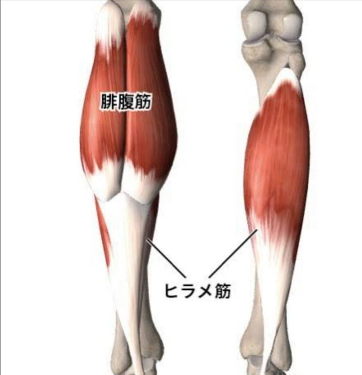 ふくらはぎ